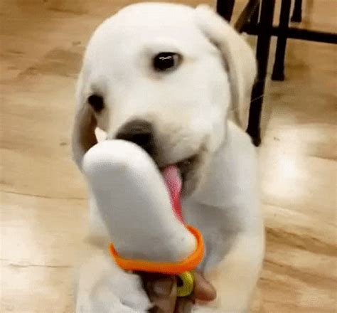 Happy puppy eating a popsicle will melt your cold, cold heart | Mashable