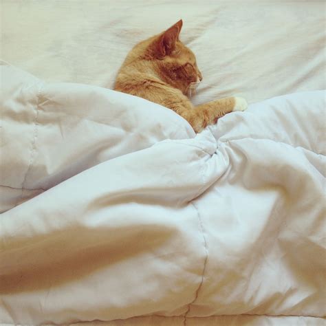 Cat nap. #catnap #kitty #sleepy #meow #precious | Cat nap, Kitty, Sleepy