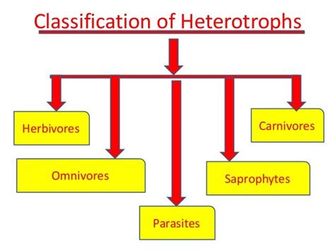 5 Types Of Heterotrophs