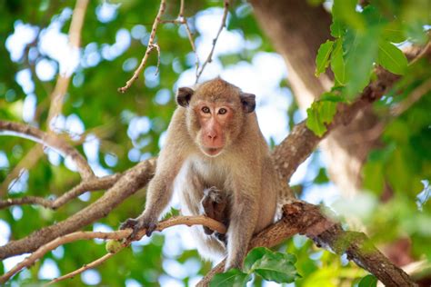 The 6 Best Places to View Free-Roaming Monkeys in Florida - Florida Insider