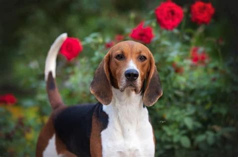 Lost Heritage Hounds - Treeing Walker Coonhound Puppies For Sale - Born on 03/01/2020