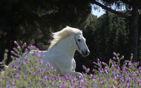 🔥 [80+] Spring Horse Wallpapers Images | WallpaperSafari