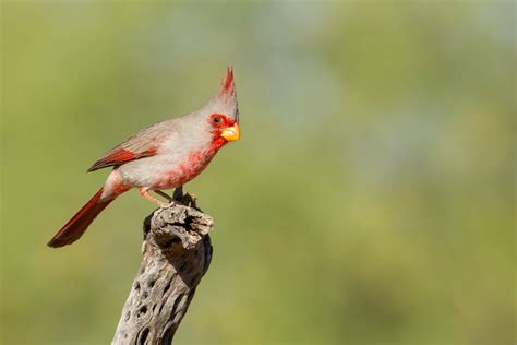 Pyrrhuloxia ⋆ Tucson Audubon