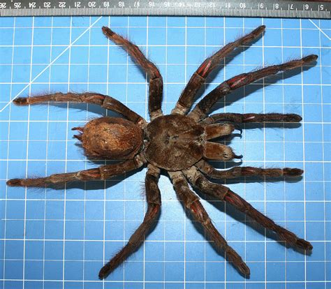 Goliath Birdeater – Theraphosa blondi LATREILLE, 1804 – Wonderful-Insects