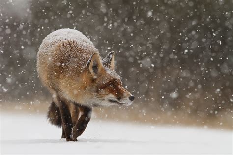 7 Tips for Photographing Foxes and Other Animals in the Snow - 500px