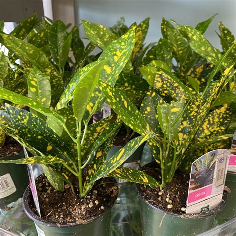 Yellow Variegated Croton (Codiaeum variegatum) Gold Dust – Tropicals ...