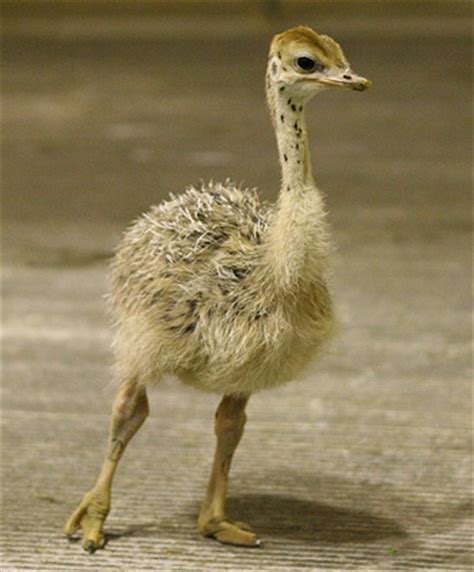 Baby Ostriches: Even The Largest Birds Start Out As Little Chicks ...