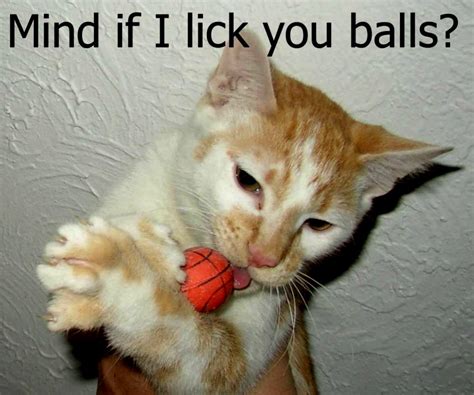 cat, Meme, Quote, Funny, Humor, Grumpy, 2 Wallpapers HD / Desktop and Mobile Backgrounds