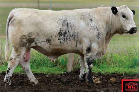 $30,000 Speckle Park bull sets new breed record - Beef Central