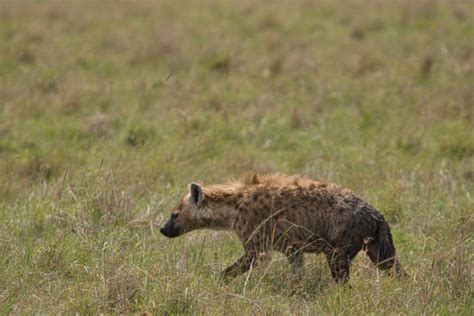 140+ Hyenas Eating Kenya Africa Stock Photos, Pictures & Royalty-Free Images - iStock