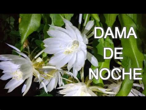 Details 48 plantas dama de noche flor - Abzlocal.mx