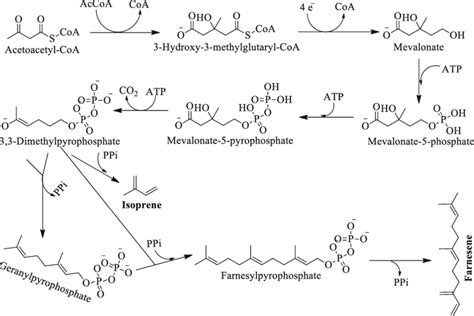 Pathway showing isoprene and farnesene biosynthesis. PPi is ...