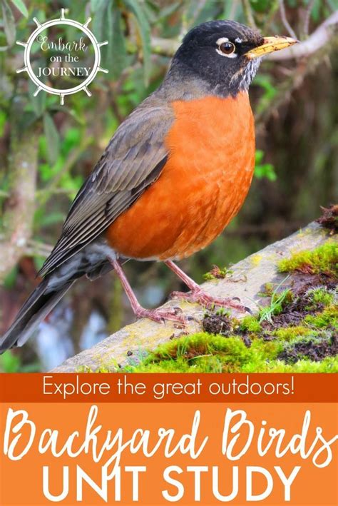 Kids will love studying the birds in their own backyards with this fun study! It includes books ...