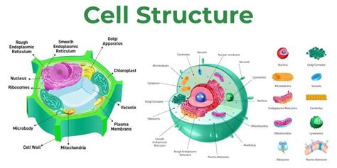 Plant Cell Diagram 9th Grade