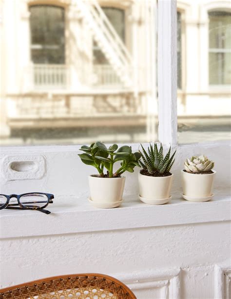 Best Office Desk Plants | POPSUGAR Home