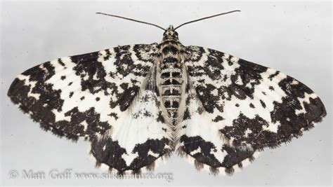 White and Black Moth (Rheumaptera sp) | Sitka Nature