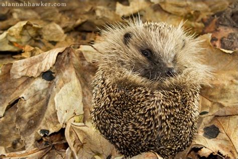 Hedgehog hibernation: all the facts - Hedgehog Street