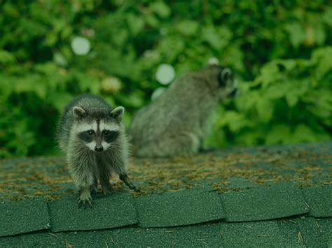 Can you Keep Raccoons as Pets?