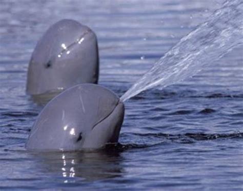 Irrawaddy Dolphin | Animals | Pinterest