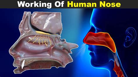 Human Nose Anatomy Diagram