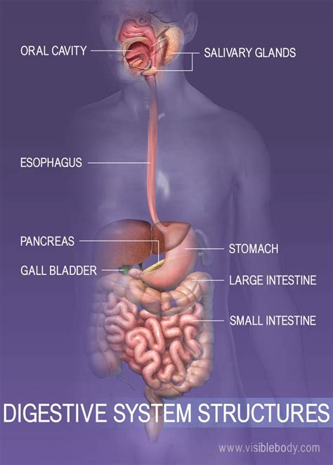 Digestive System Structure