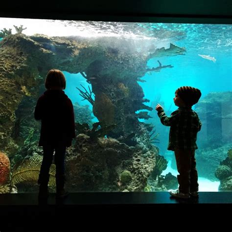 NY Aquarium, Coney Island | Aquarium, Nyc with kids, Coney island