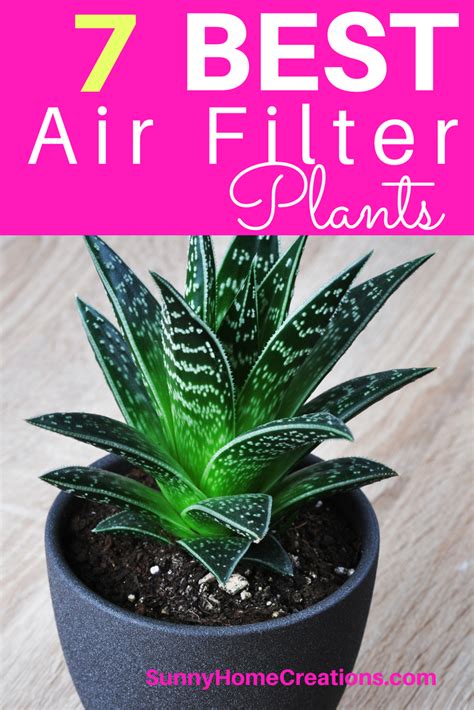 7 Best Indoor Plants to Filter your Air | Air filtering plants, Plants ...