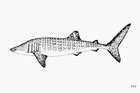 Rhincodon typus