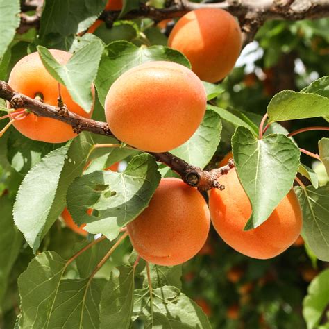 Buy stone fruit trees online - Terrace Fruits