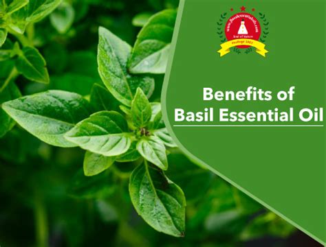 Basil Essential Oil Benefits & Its Uses | Floral Essential Oils