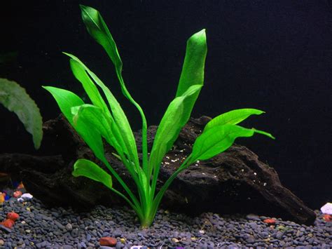 3 Amazon Sword Aquarium Plant Live | Echinodorus Bleheri | Aquarium Plants