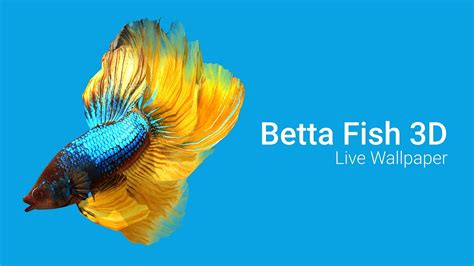 Betta Fish Live Wallpaper For Pc | Webphotos.org