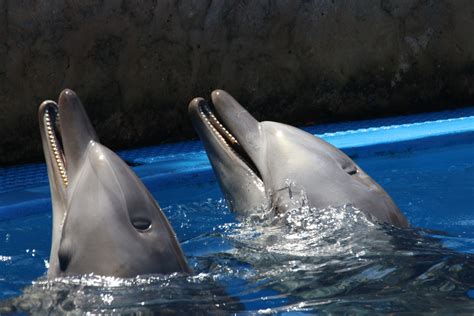 Free photo: Two dolphins playing in the aquarium - Aquarium, Dolphins ...