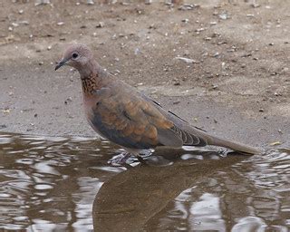 Laughing Dove ( Streptopelia senegalensis) | Laughing Dove S… | Flickr