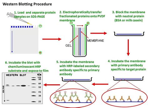 Western blot protocol - Creative BioMart