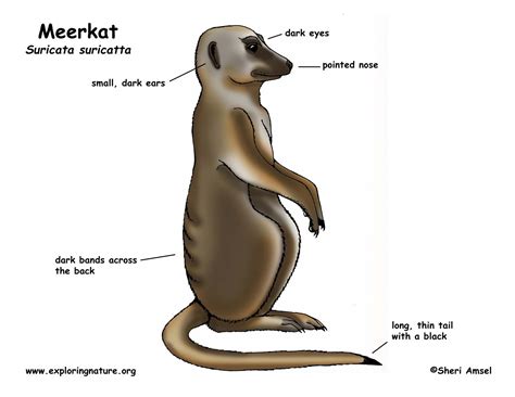 Meerkat