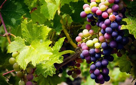 Wine Fundamentals Part 1: Viticulture