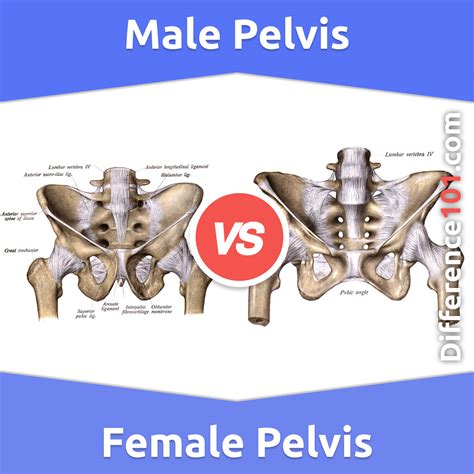 Male Vs Female Pelvis Differences Anatomy Of Skeleton, 50% OFF