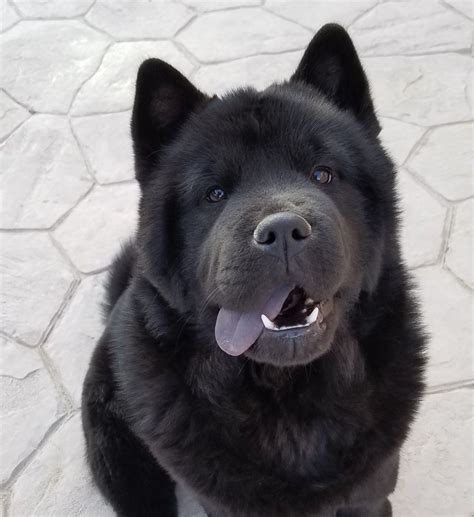 Smooth coated chow chow | Chow chow puppy, Chow dog breed, Chow chow ...