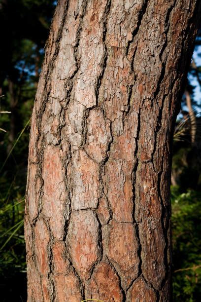 70+ Red Pine Wood Texture Stock Photos, Pictures & Royalty-Free Images ...