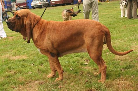 Bloodhound | Bloodhound dogs, Bloodhound, Large dog breeds