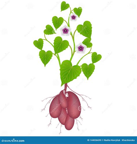 Sweet Potato Plant with Flowers and Tubers on White Background. Stock Vector - Illustration of ...