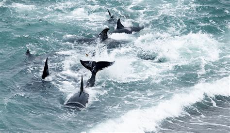 Galería de Fotos de Orcas Stunning Orca Photo Gallery: Explore the ...