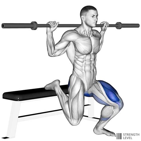 Bulgarian Split Squat Standards for Men and Women (kg) - Strength Level