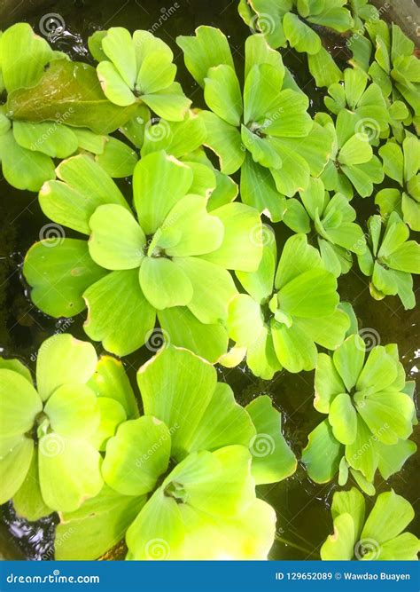 Aquatic Plant Floating Plants in a Pond Aquatic Plants and Flowers Stock Image - Image of ...