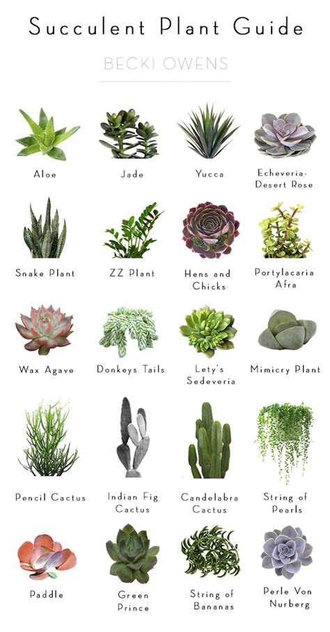 Types Of Succulents Indoor | Types Of Succulent Plant