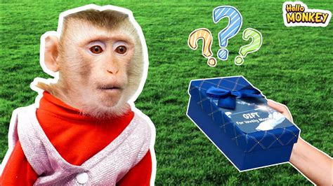 Monkey BoBo Gets A Mystery Box ?!? 😱😱 - YouTube