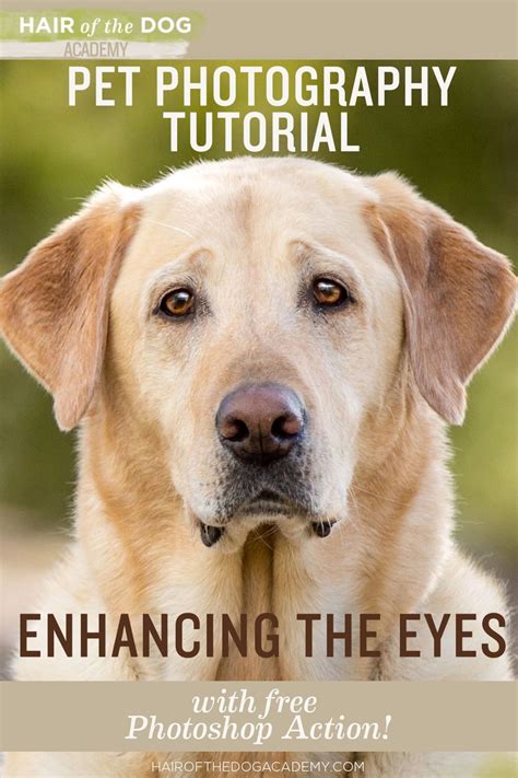 Enhance dog eyes in photoshop pet photography – Artofit