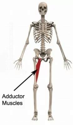 Groin Strain (Adductor Strain) Causes, Symptoms & Treatment