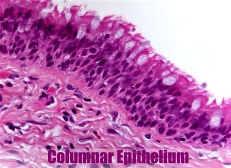 Pseudostratified Columnar Epithelium | Histology, Anatomy & Types